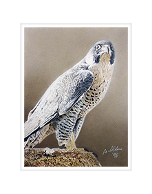 Peregrine Falcon.