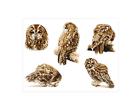 Tawny Owl (Juvenile).